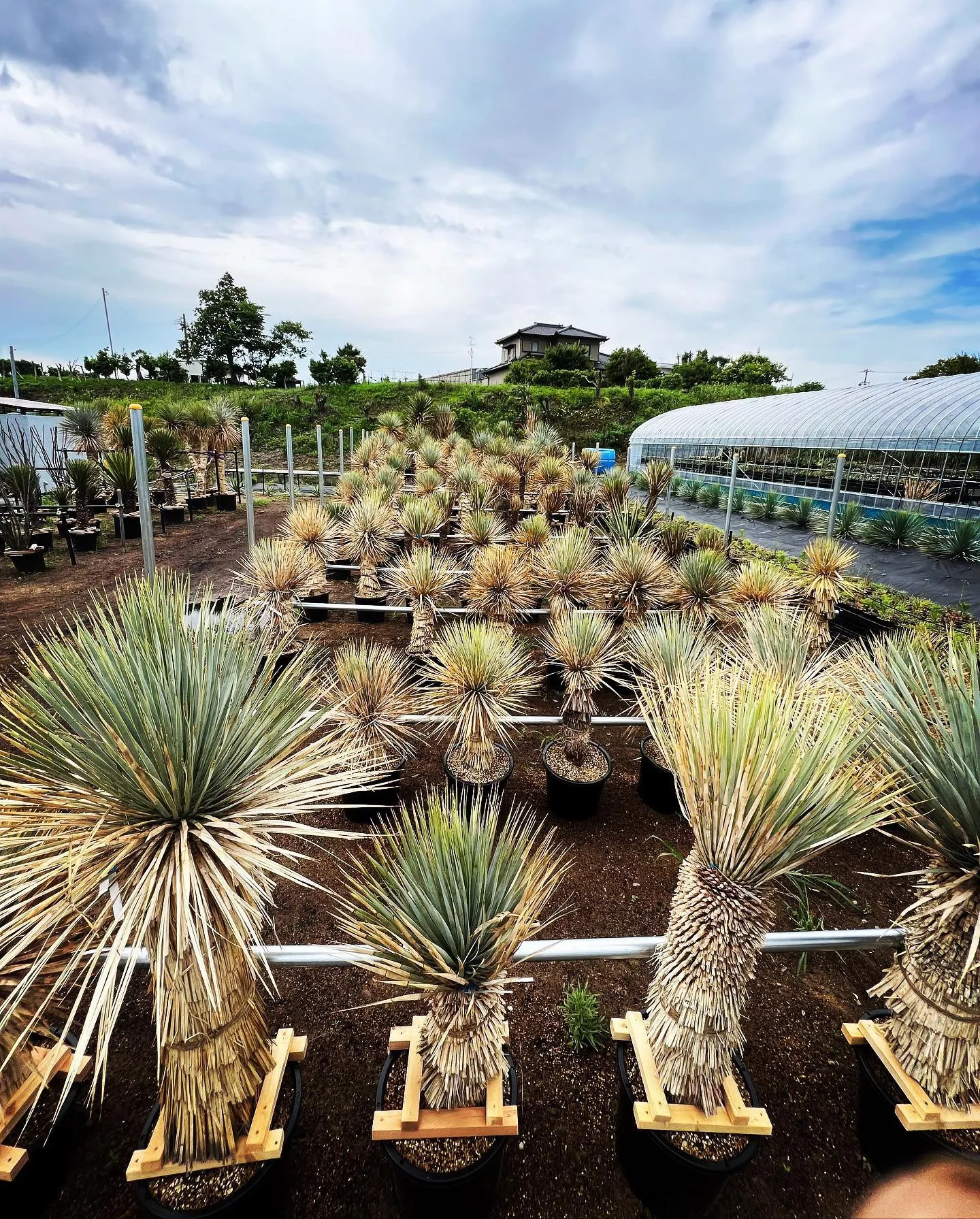 メキシコ産ユッカたちも無事全て植え込み完了です。