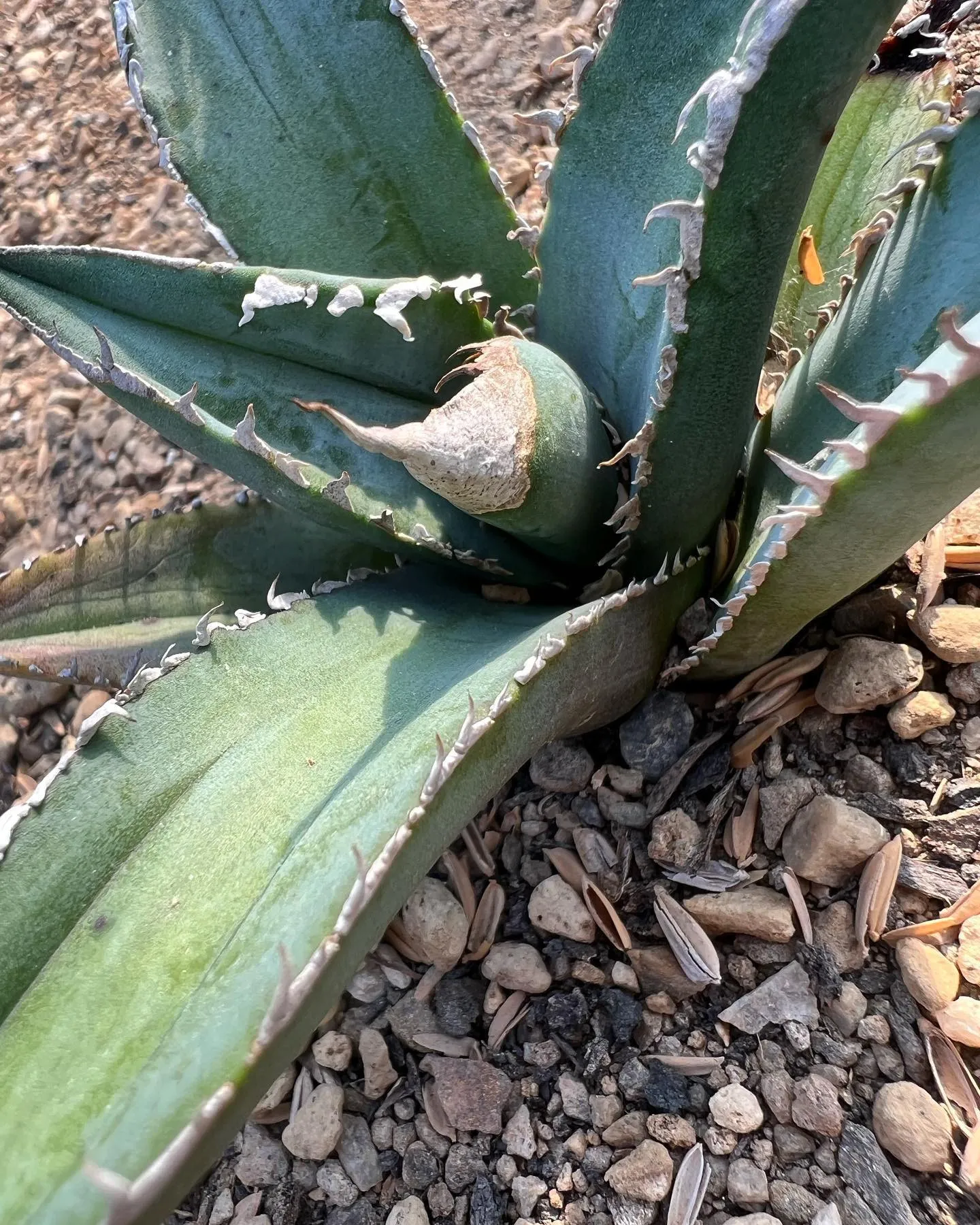 親から外して、地植えしたら一気に良くなってきた株。