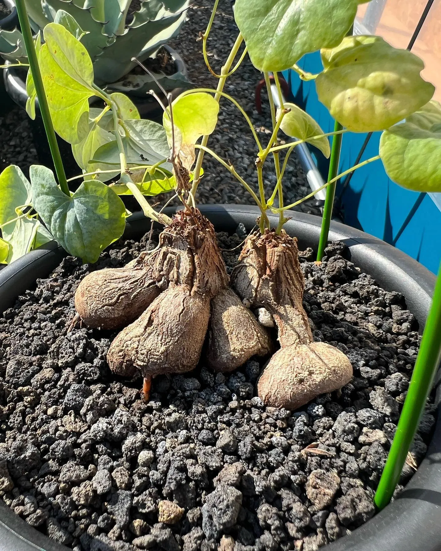 アフリカキッコウリュウ亀甲竜 - 観葉植物