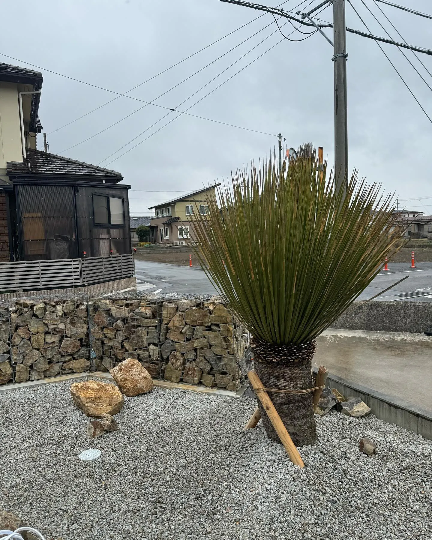 昨日は大物の植栽。