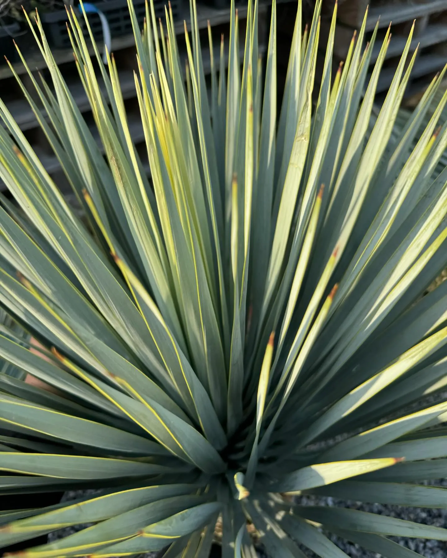 Yucca “mar de nubes “