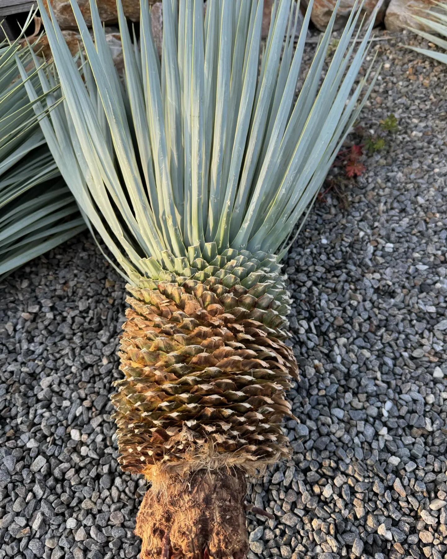 Yucca “mar de nubes “