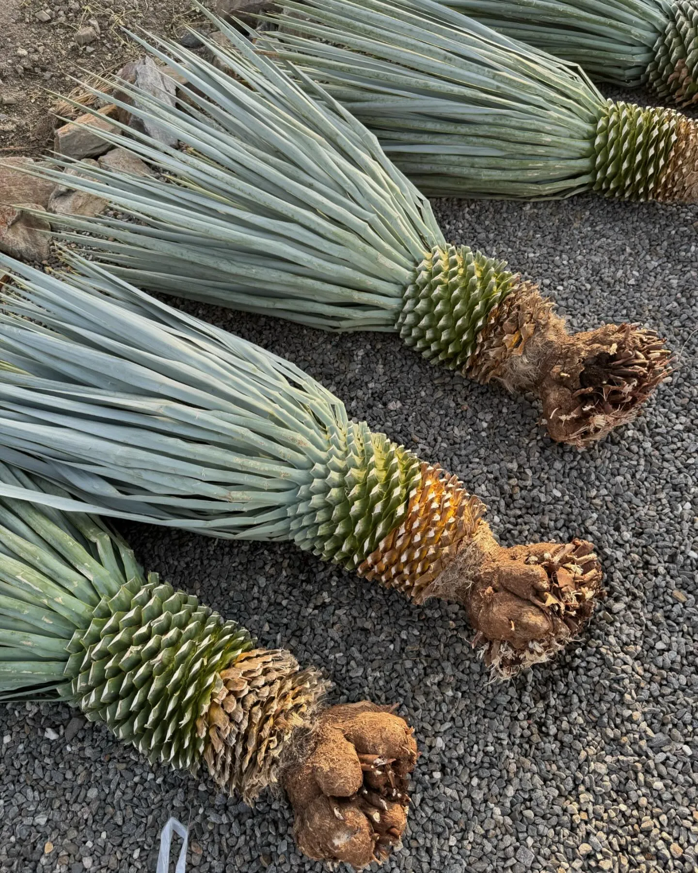 Yucca “mar de nubes “