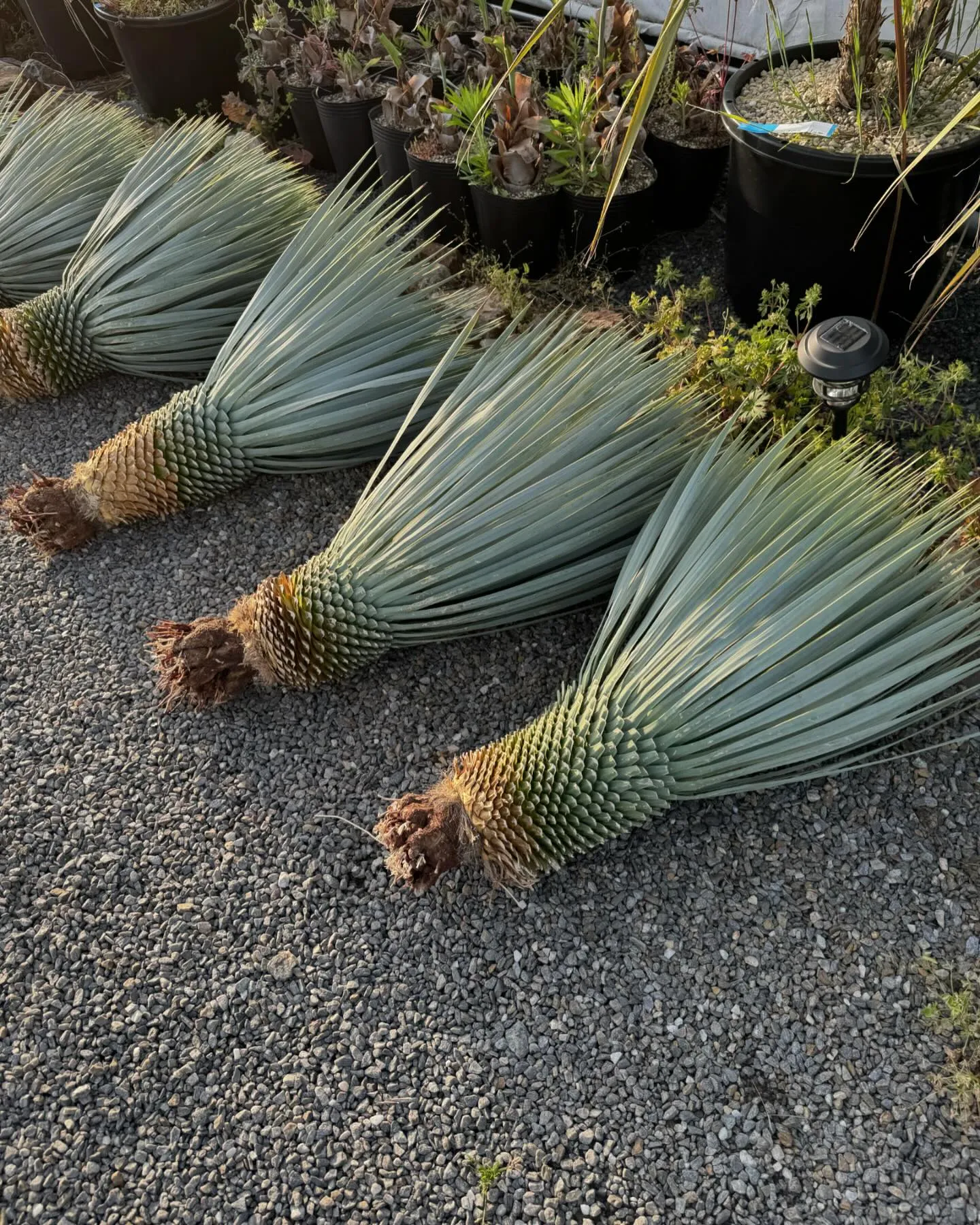 Yucca “mar de nubes “