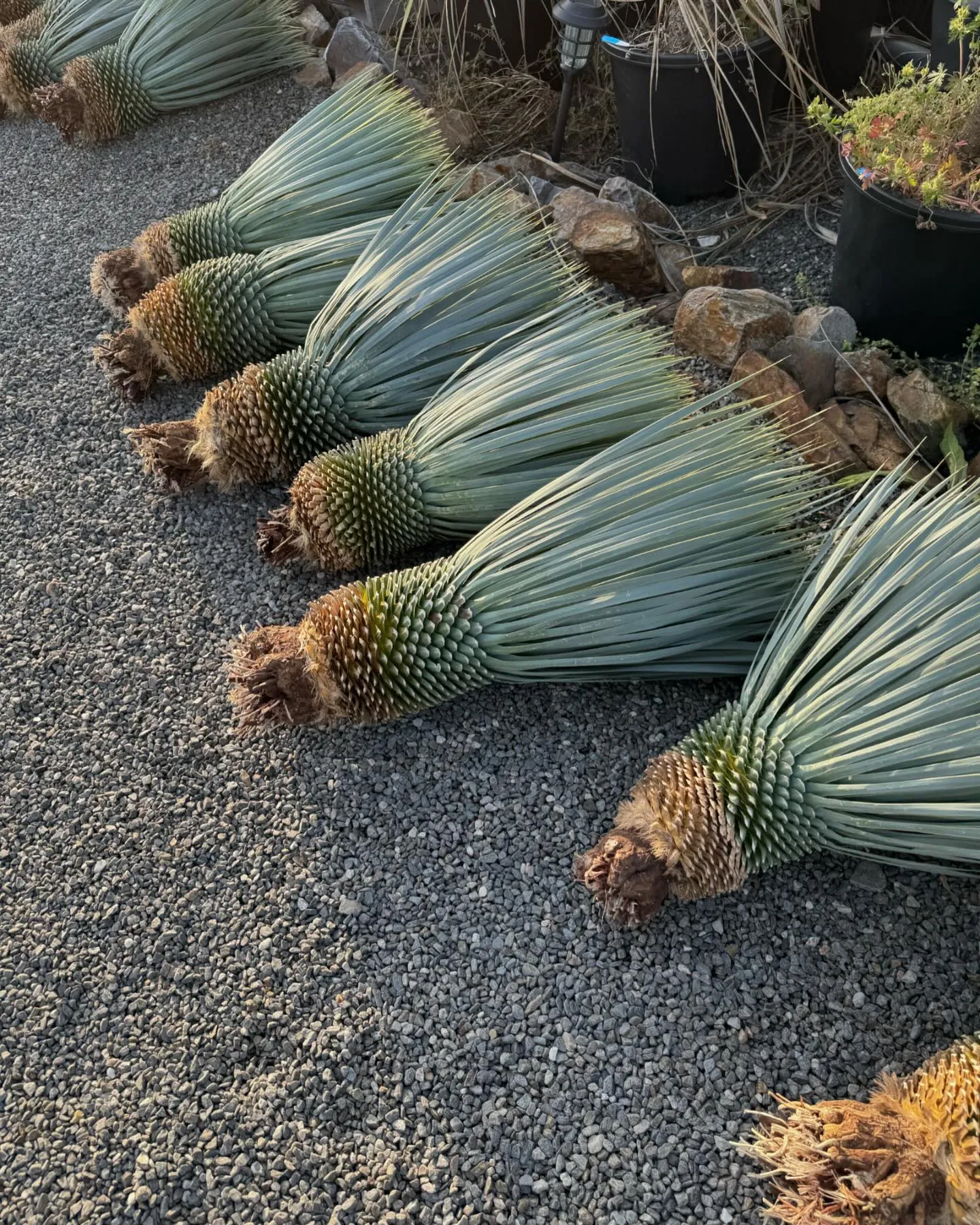 Yucca “mar de nubes “