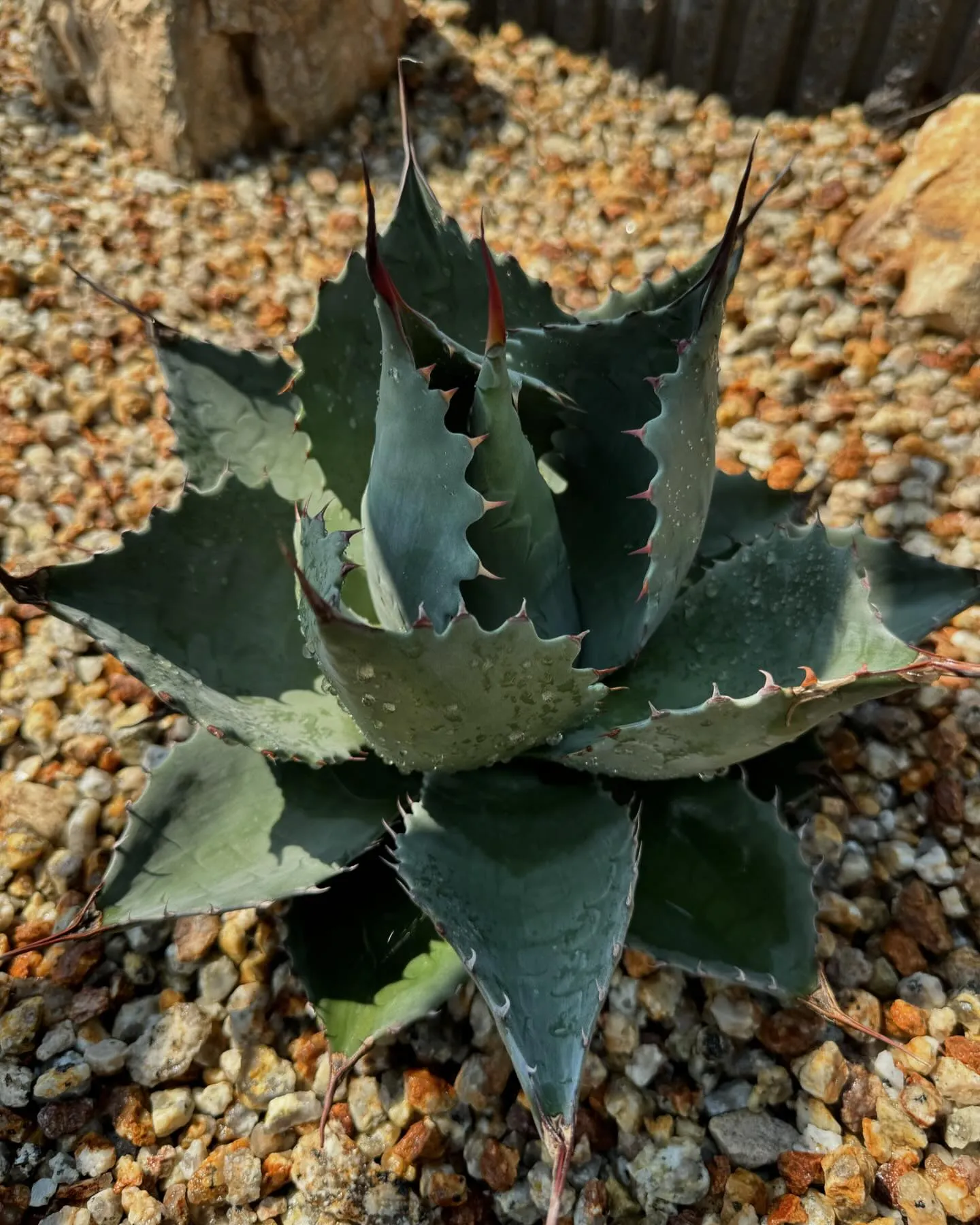 今日は植栽のご依頼を頂き、静岡の伊豆方面まで遠征でした。