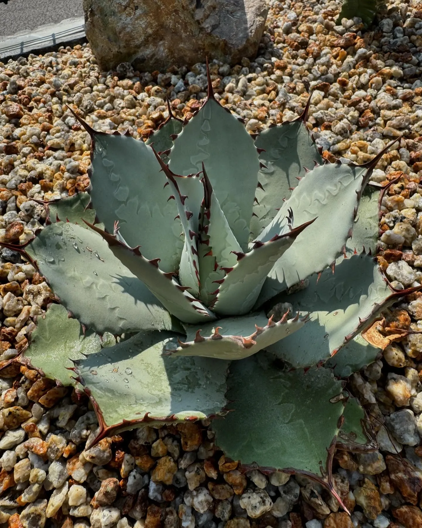 今日は植栽のご依頼を頂き、静岡の伊豆方面まで遠征でした。