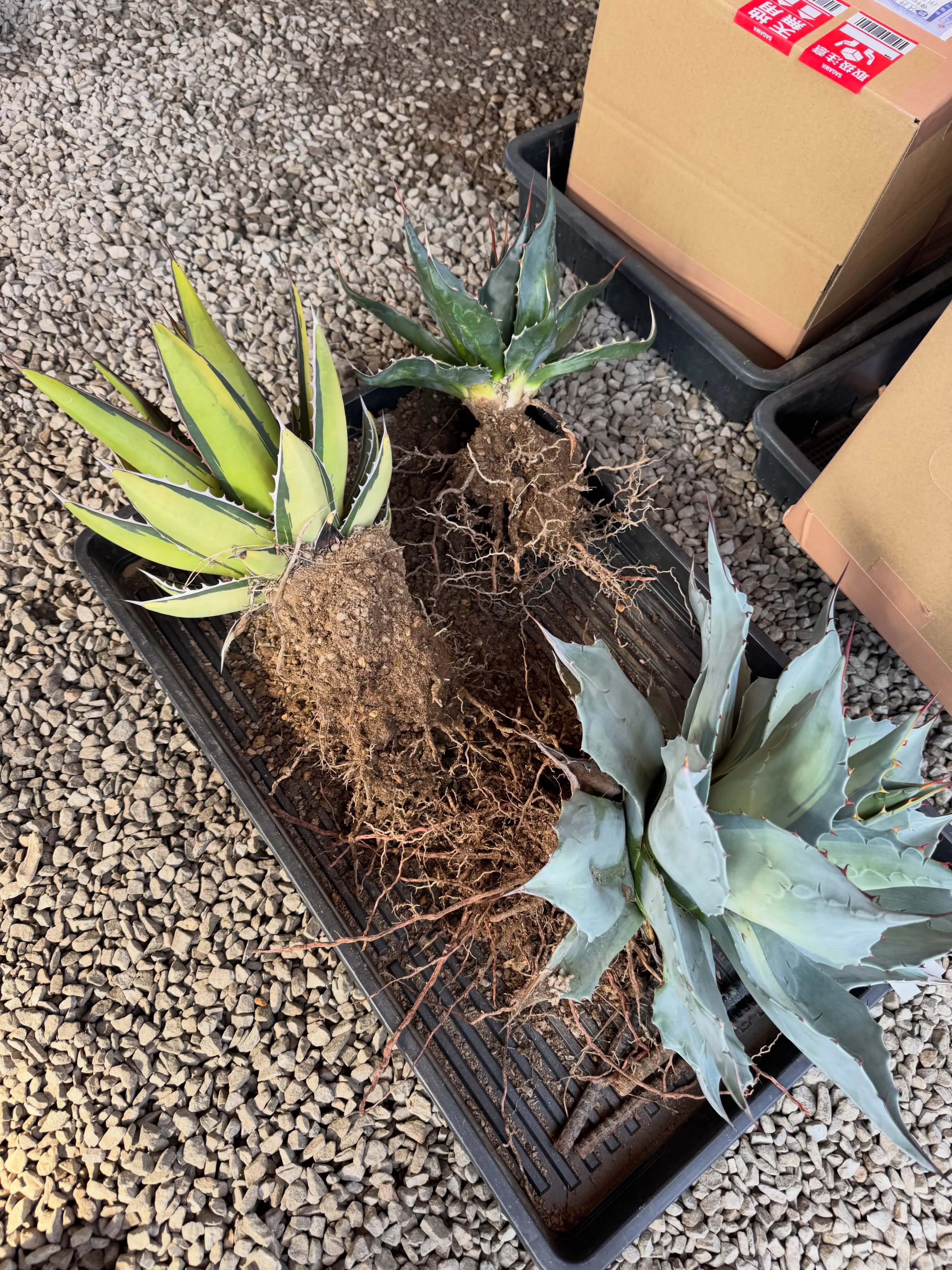 GW沢山のご来店、ご購入ありがとうございました。