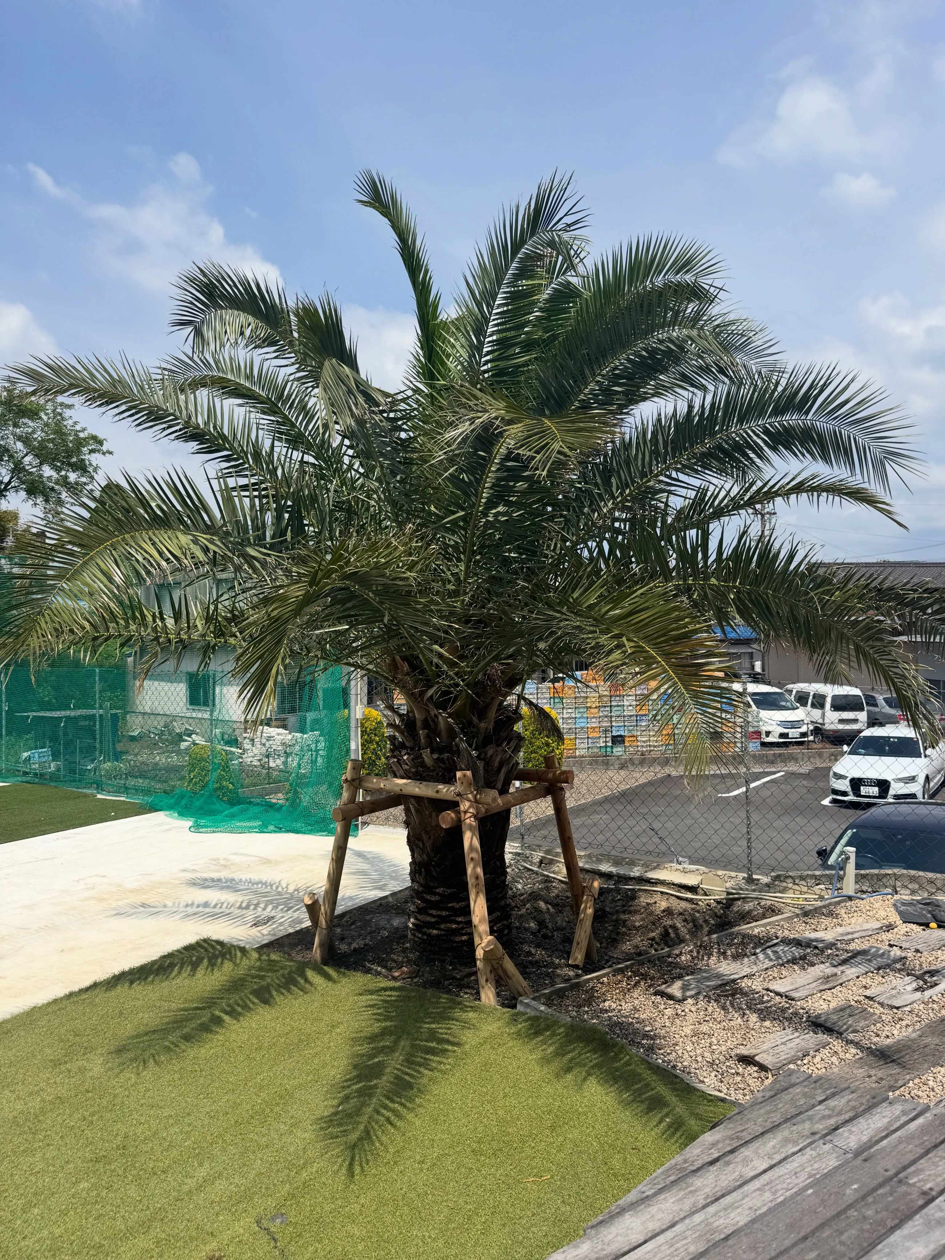 カナリーヤシ植え込み完了です。