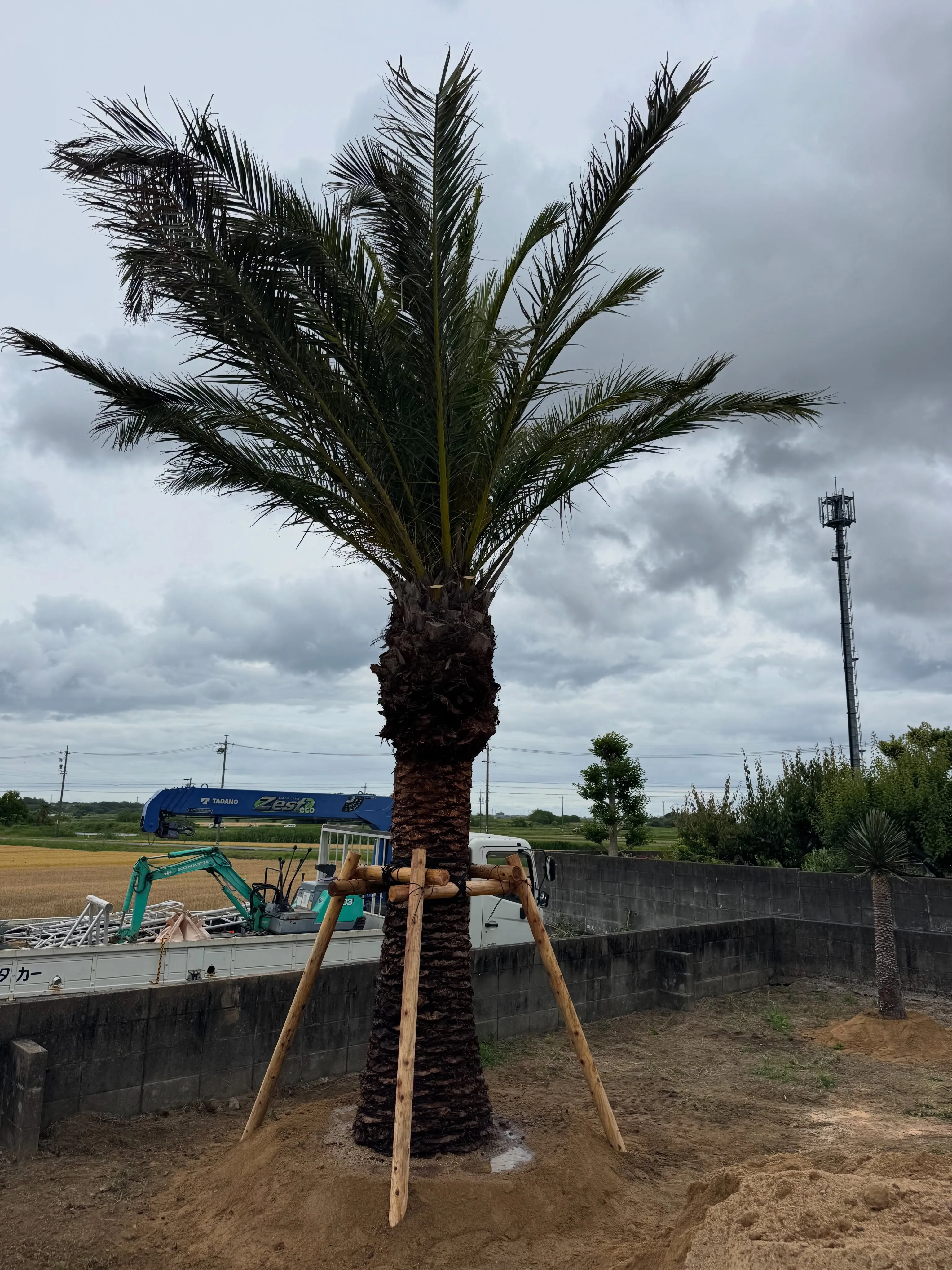 カナリーヤシの植え込みで三重県に