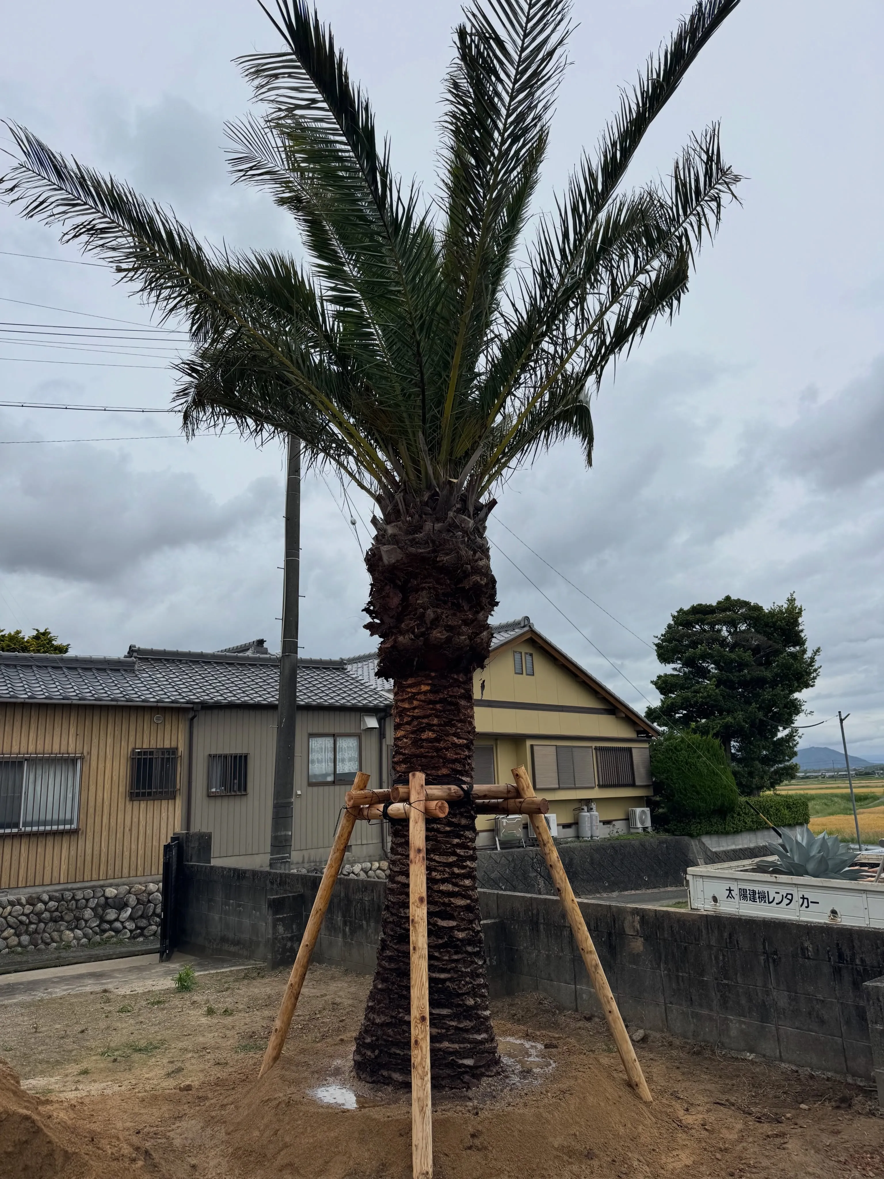 カナリーヤシの植え込みで三重県に