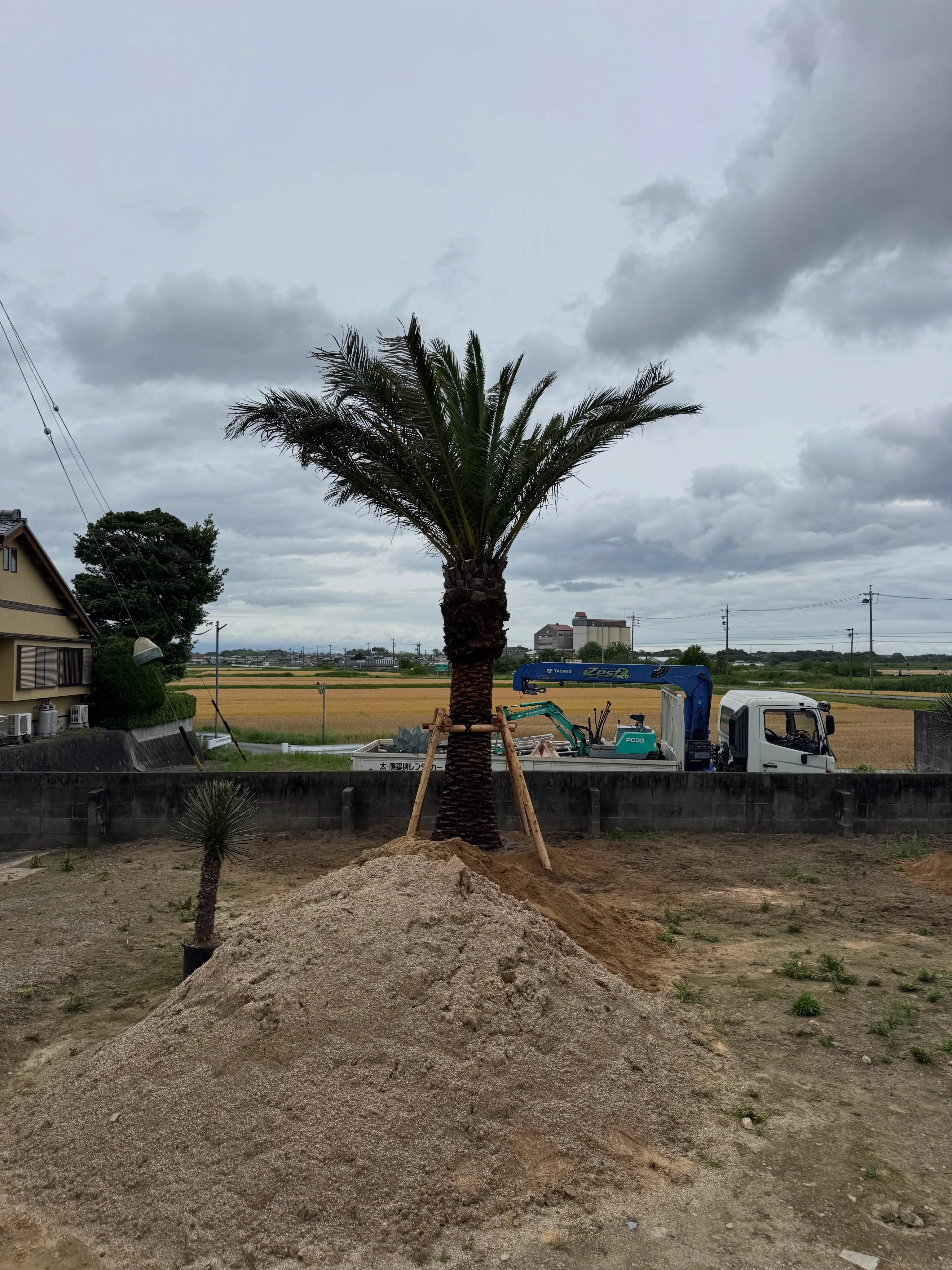 カナリーヤシの植え込みで三重県に