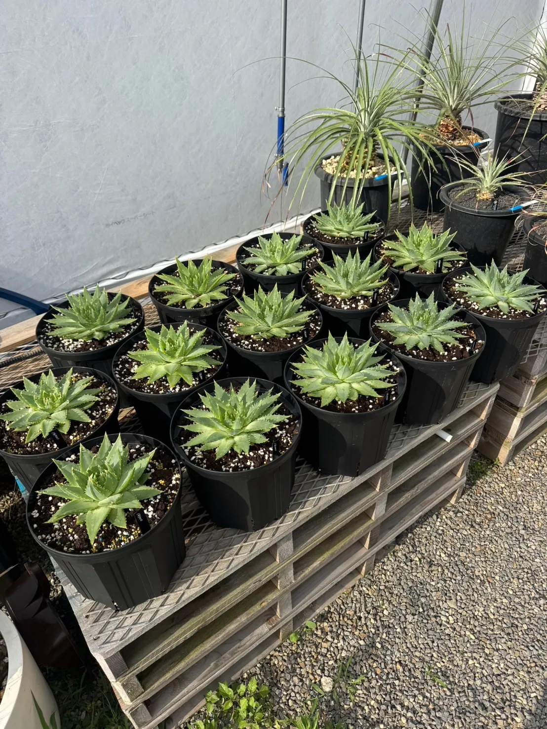 アロエ ポリフィラも入荷です。