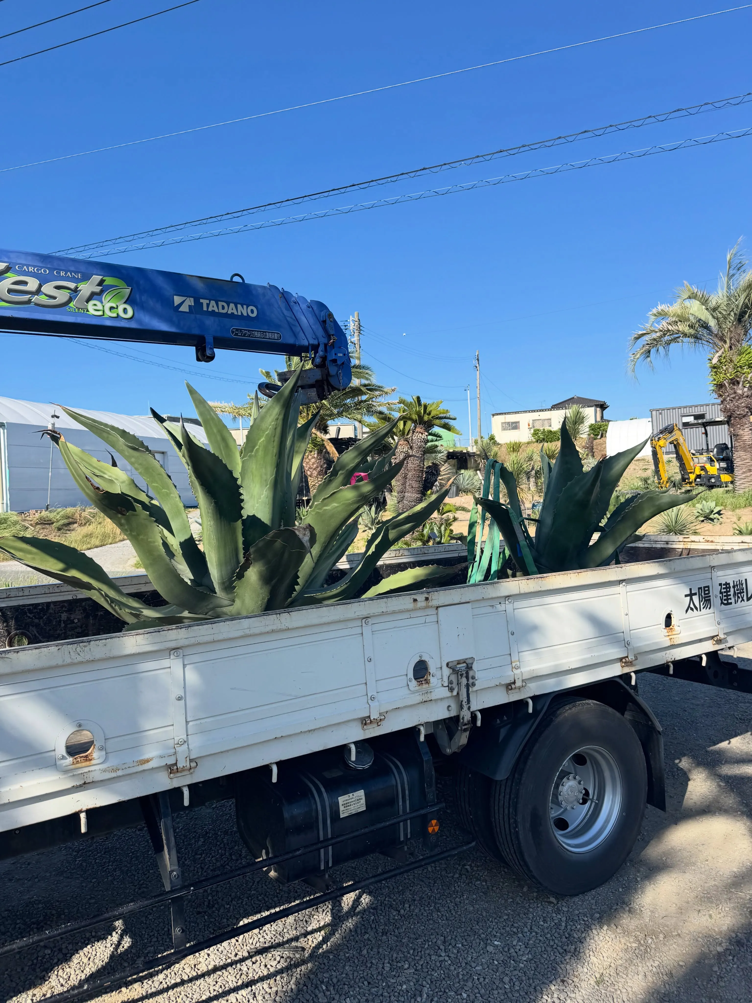 大型のアガベの出荷