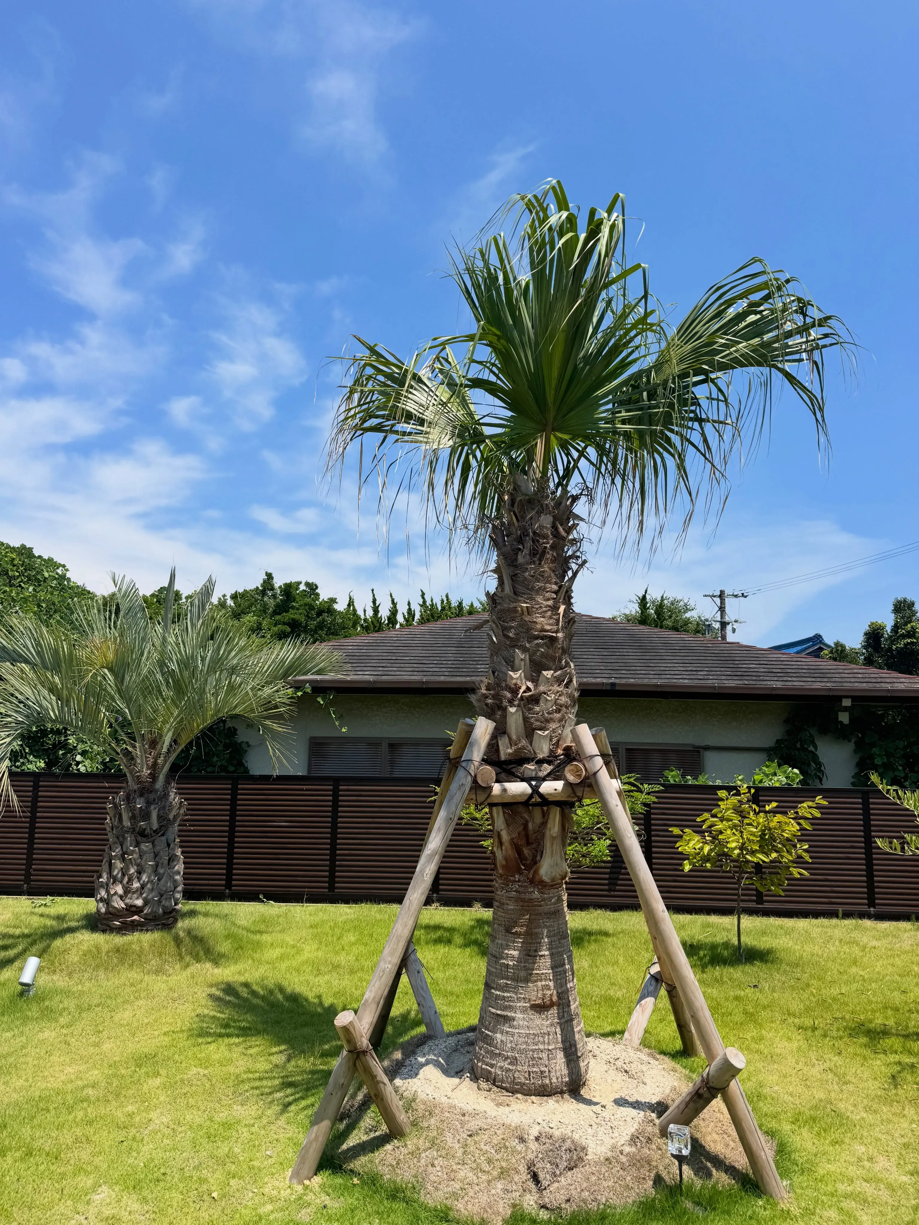 今年の春、ヤシを植え込みさせて頂いた現場の剪定に。