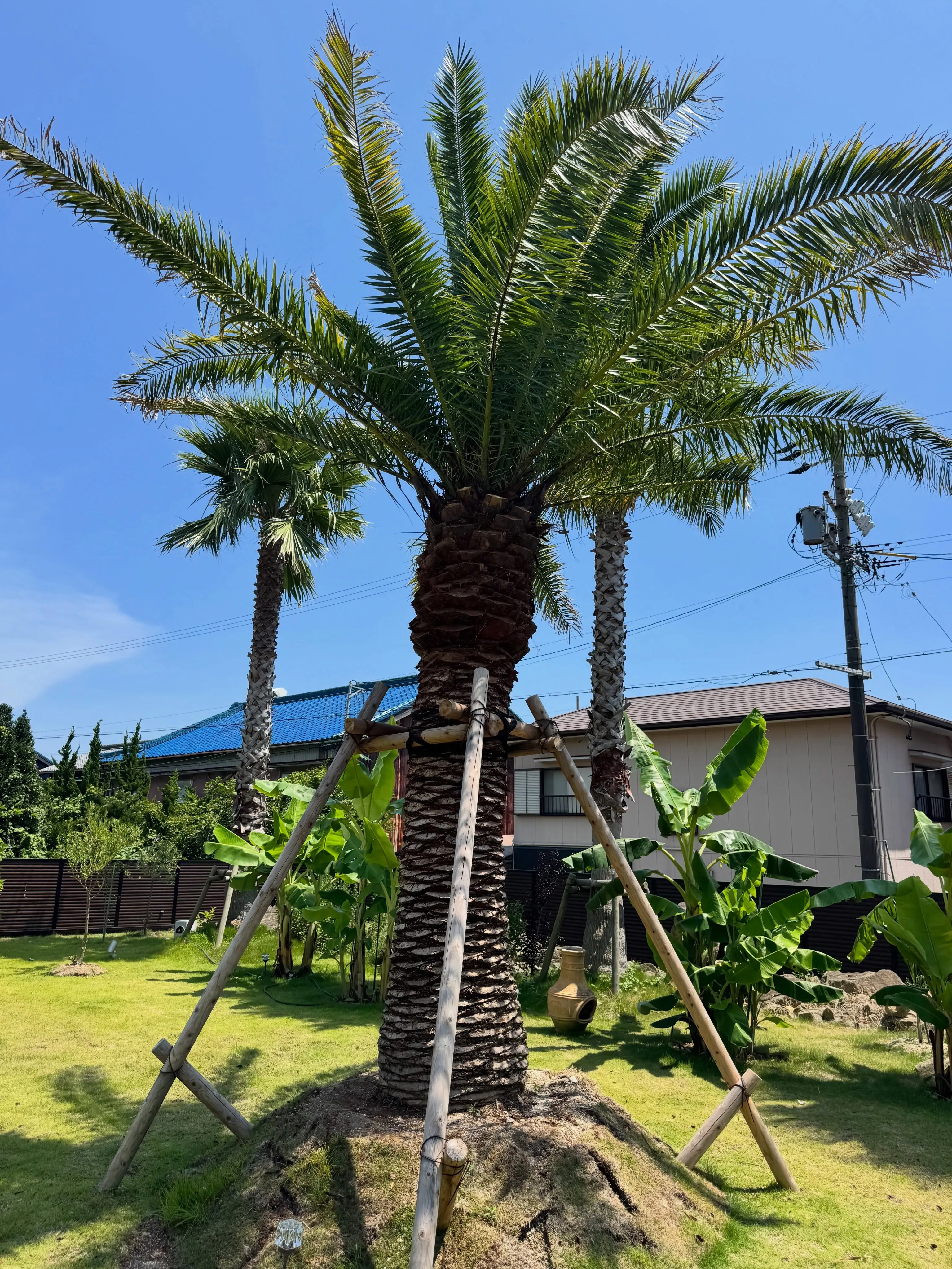 今年の春、ヤシを植え込みさせて頂いた現場の剪定に。