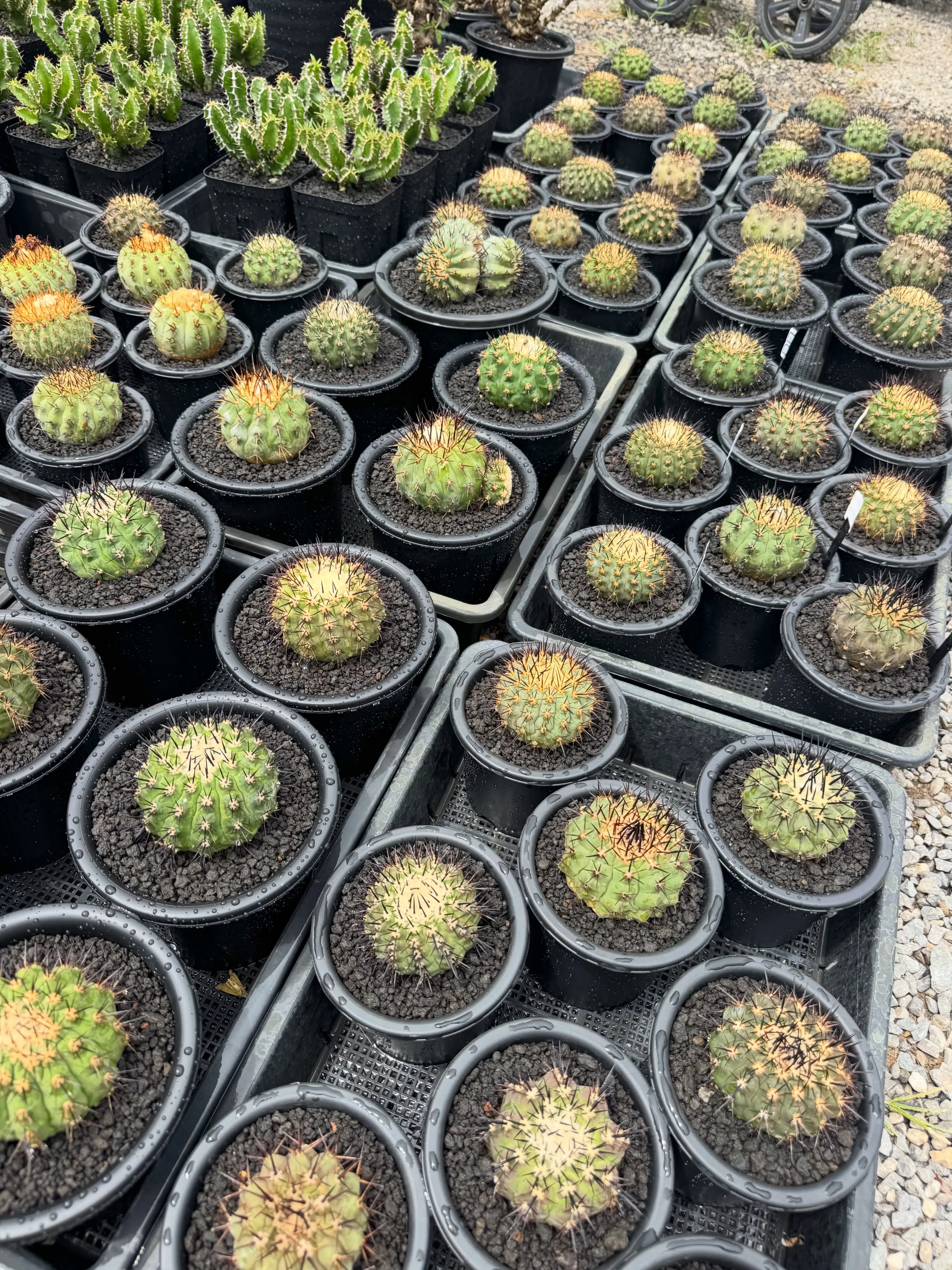 今週はお盆セールに向けて大量入荷しております。