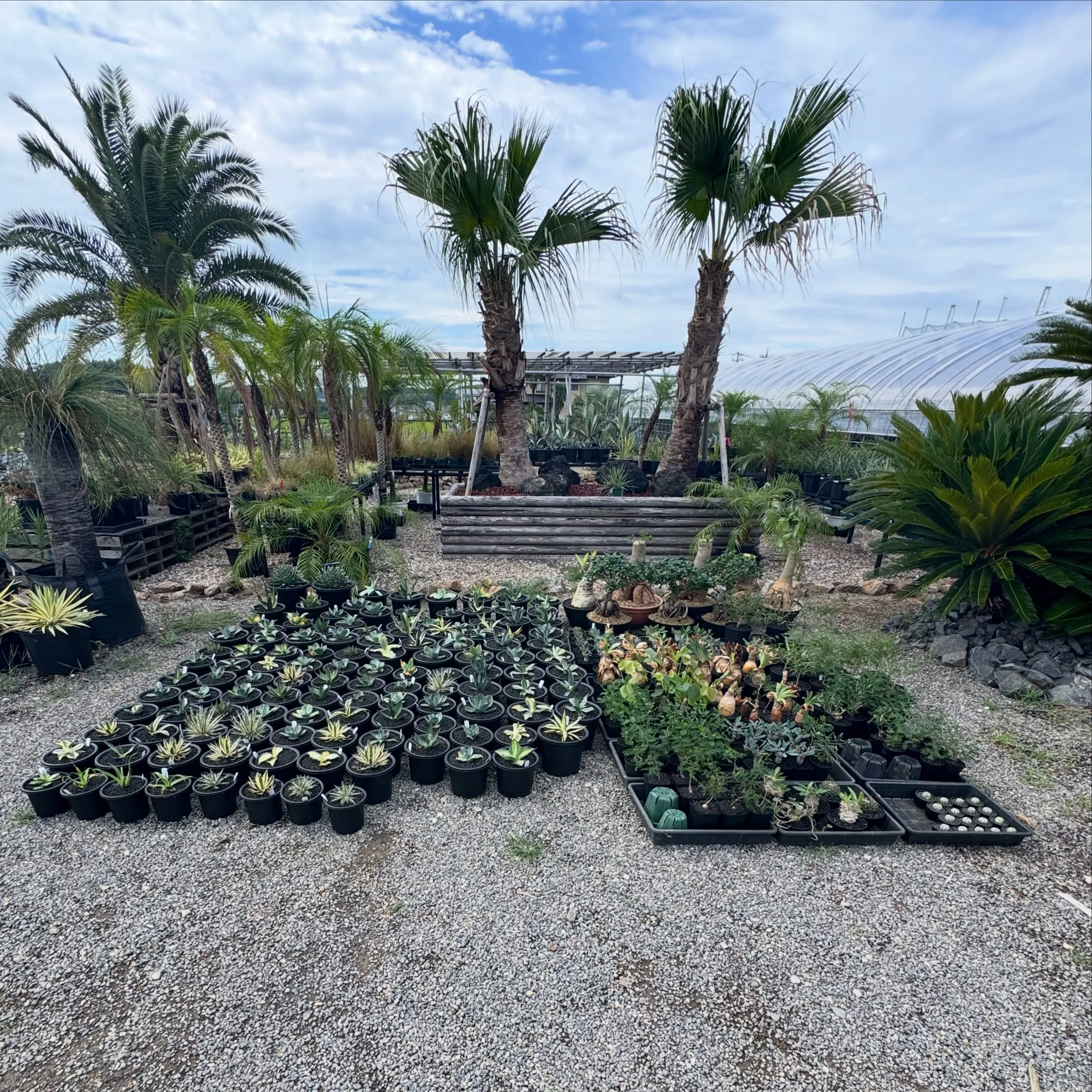 明日からのお盆営業に向けて今週も大量入荷でする‼︎