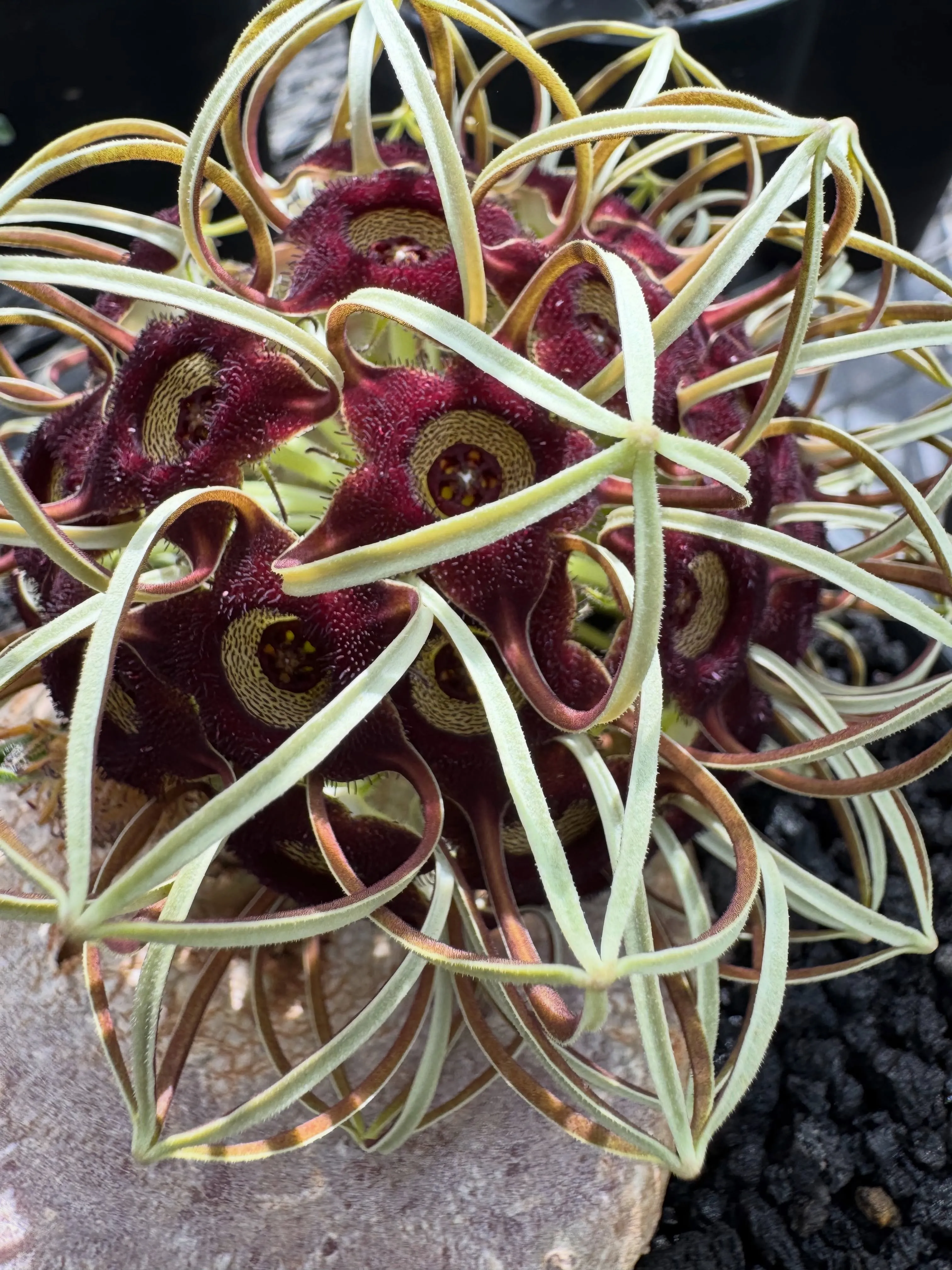独特な花が特徴の希少なブラキステルマ　バーベラエ