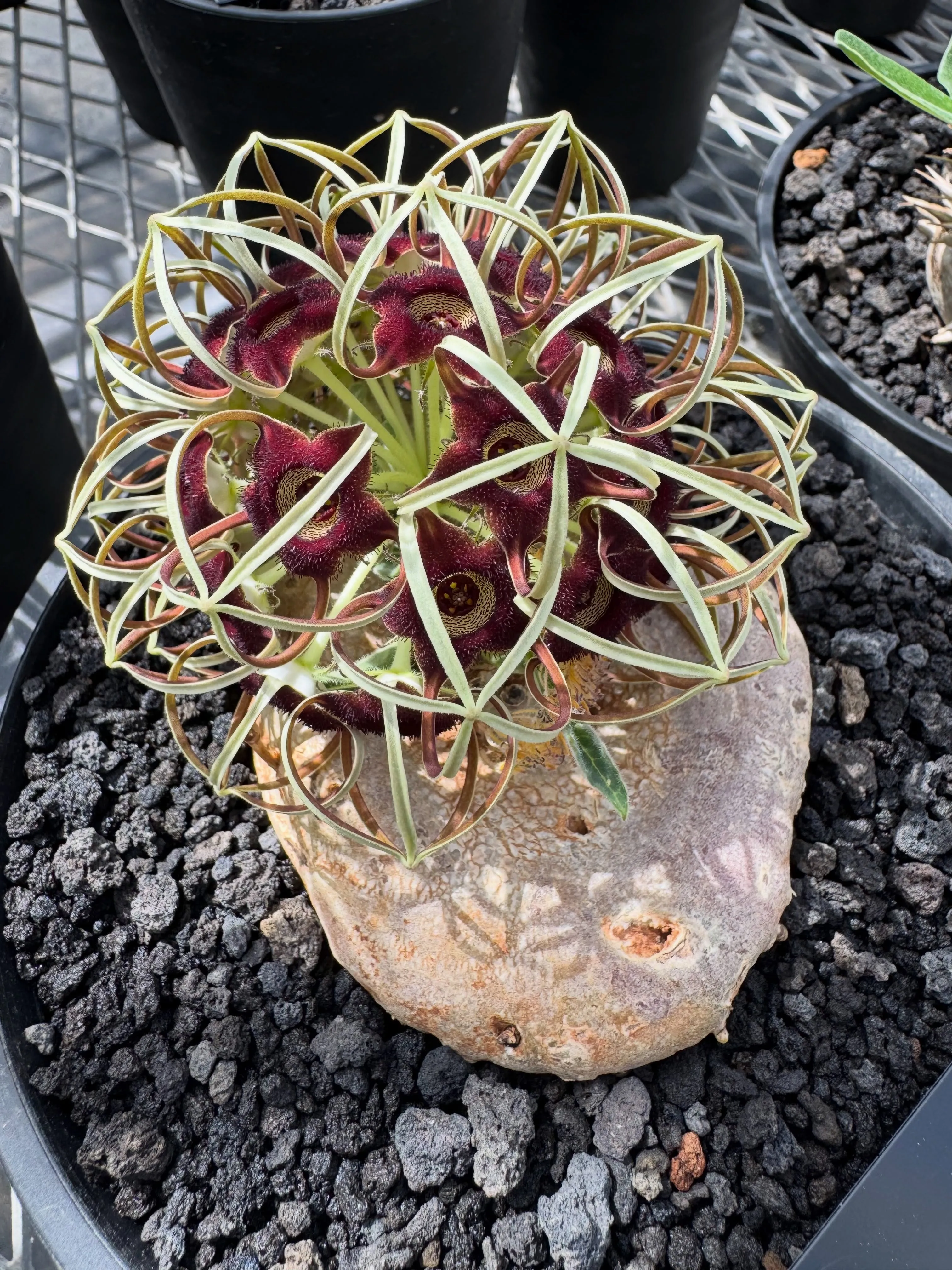 独特な花が特徴の希少なブラキステルマ バーベラエ