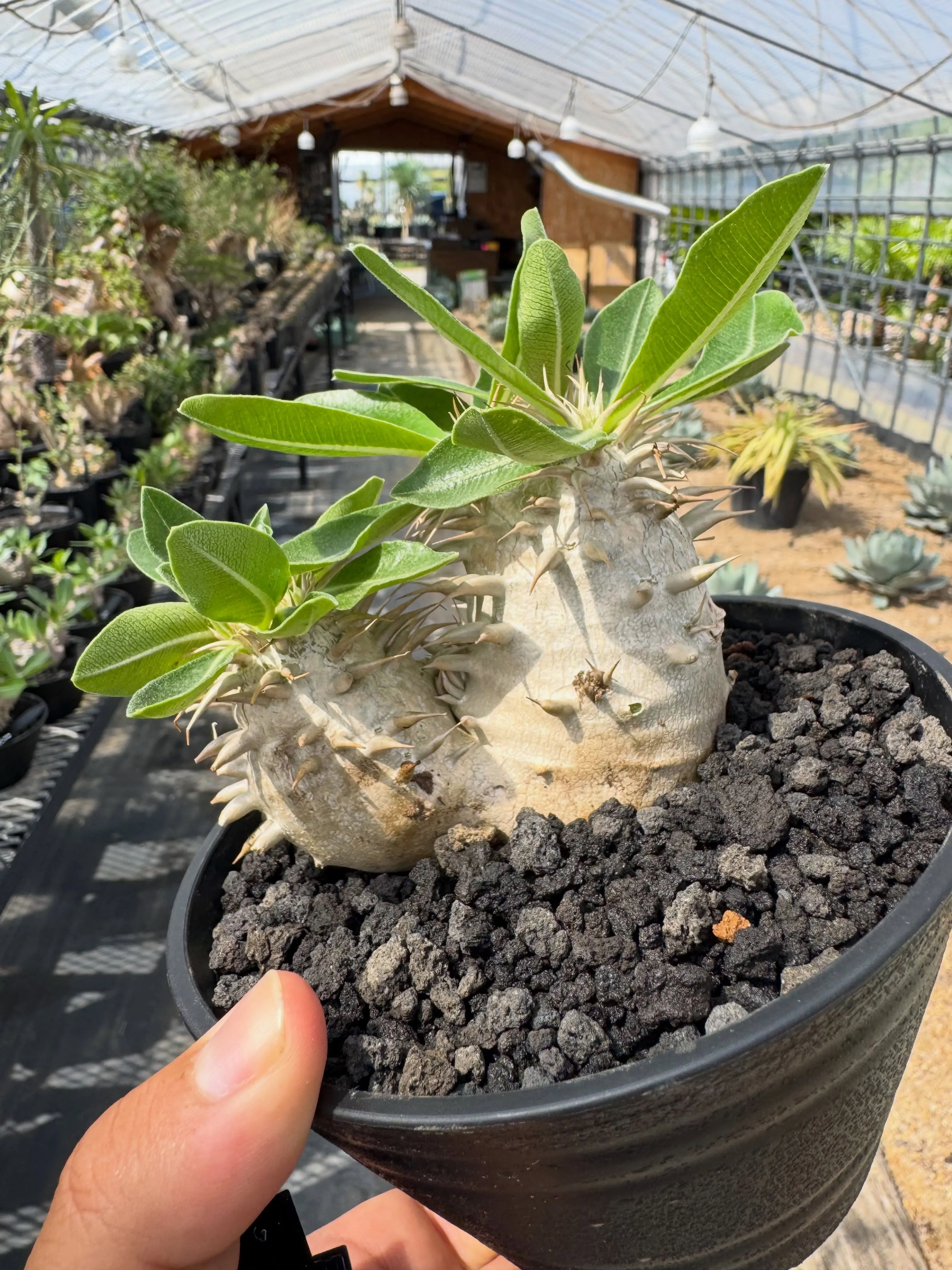 独特な花が特徴の希少なブラキステルマ バーベラエ