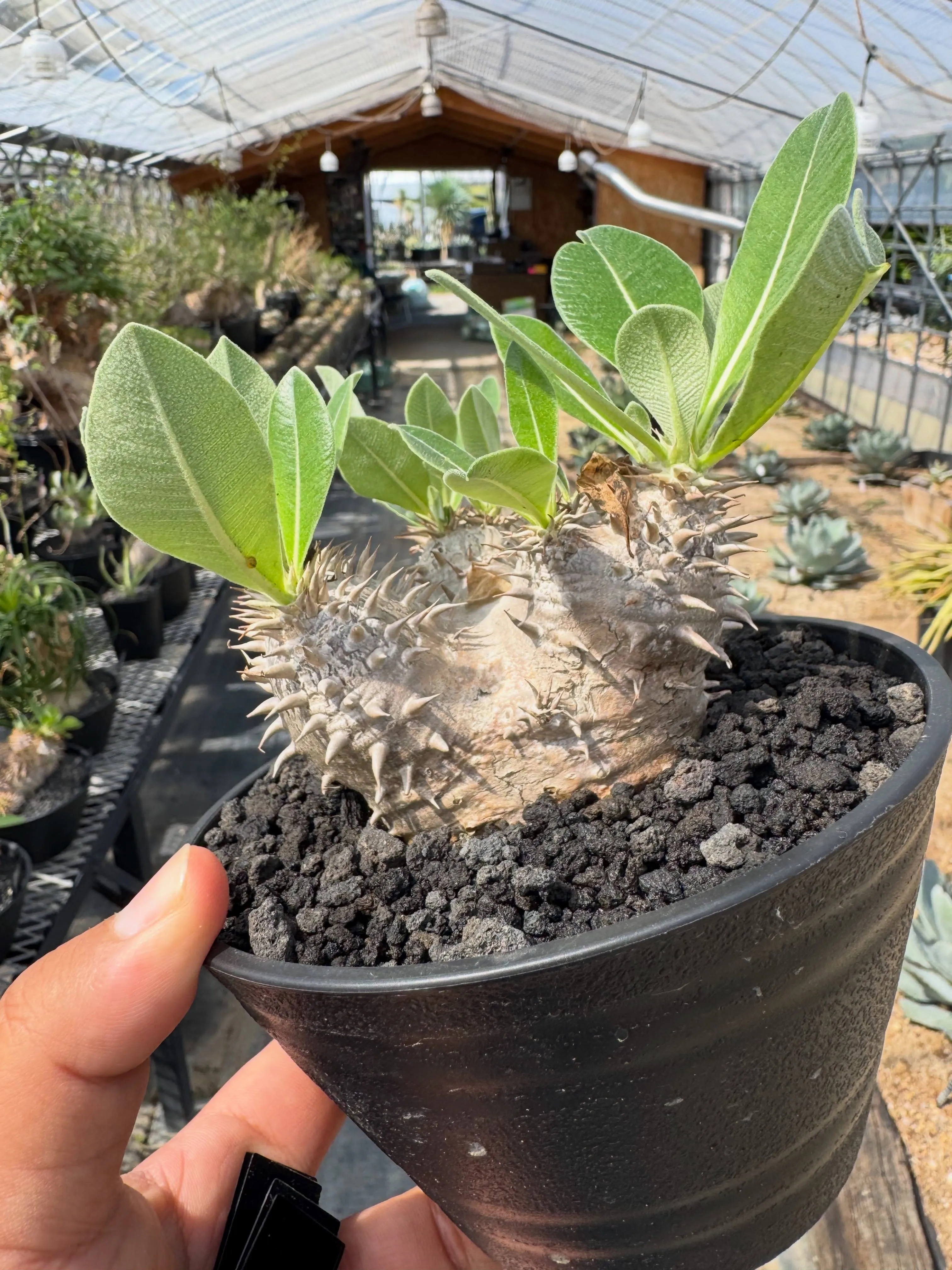 独特な花が特徴の希少なブラキステルマ バーベラエ