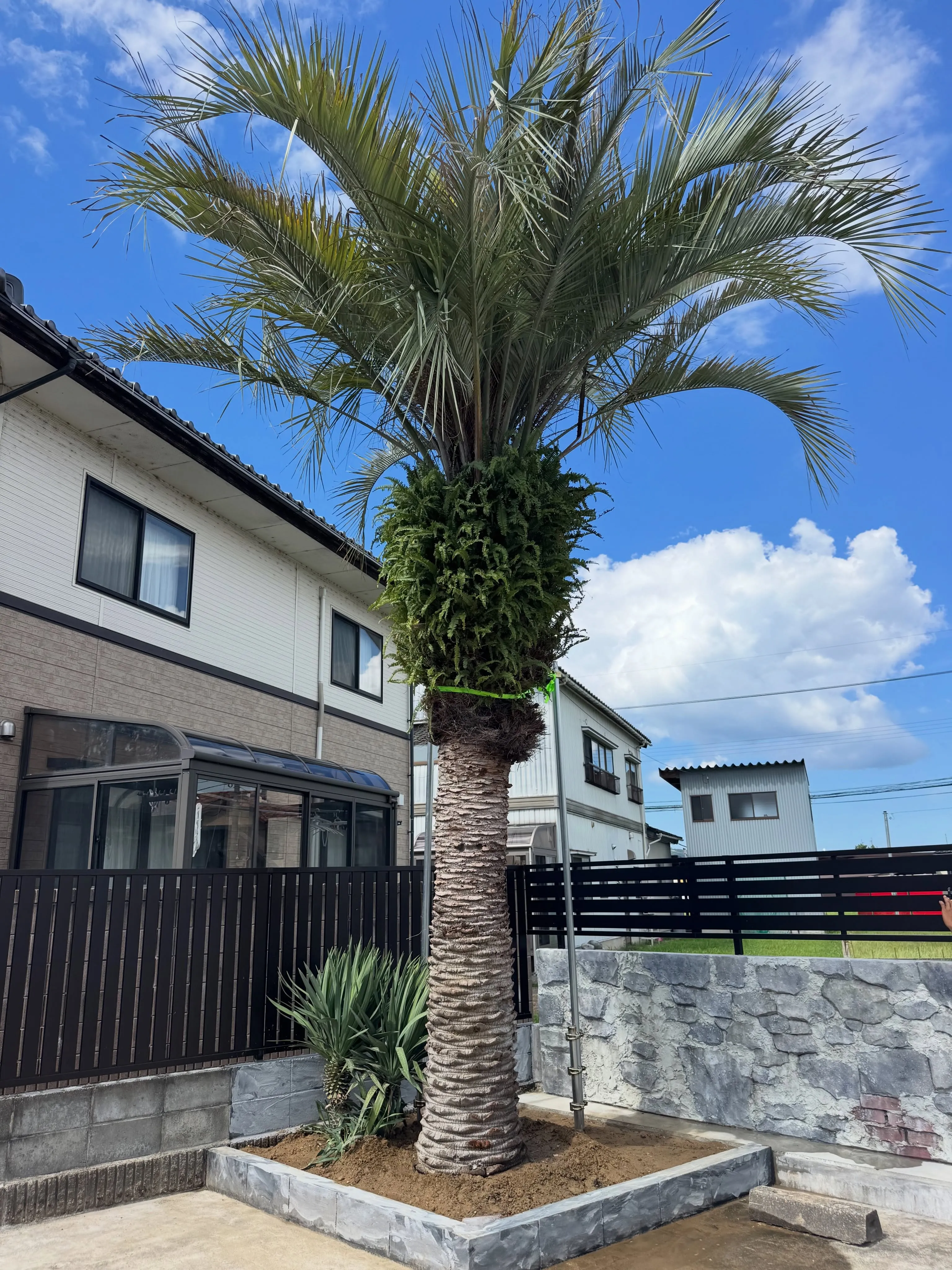 富山県にココスヤシの植え込みでした。