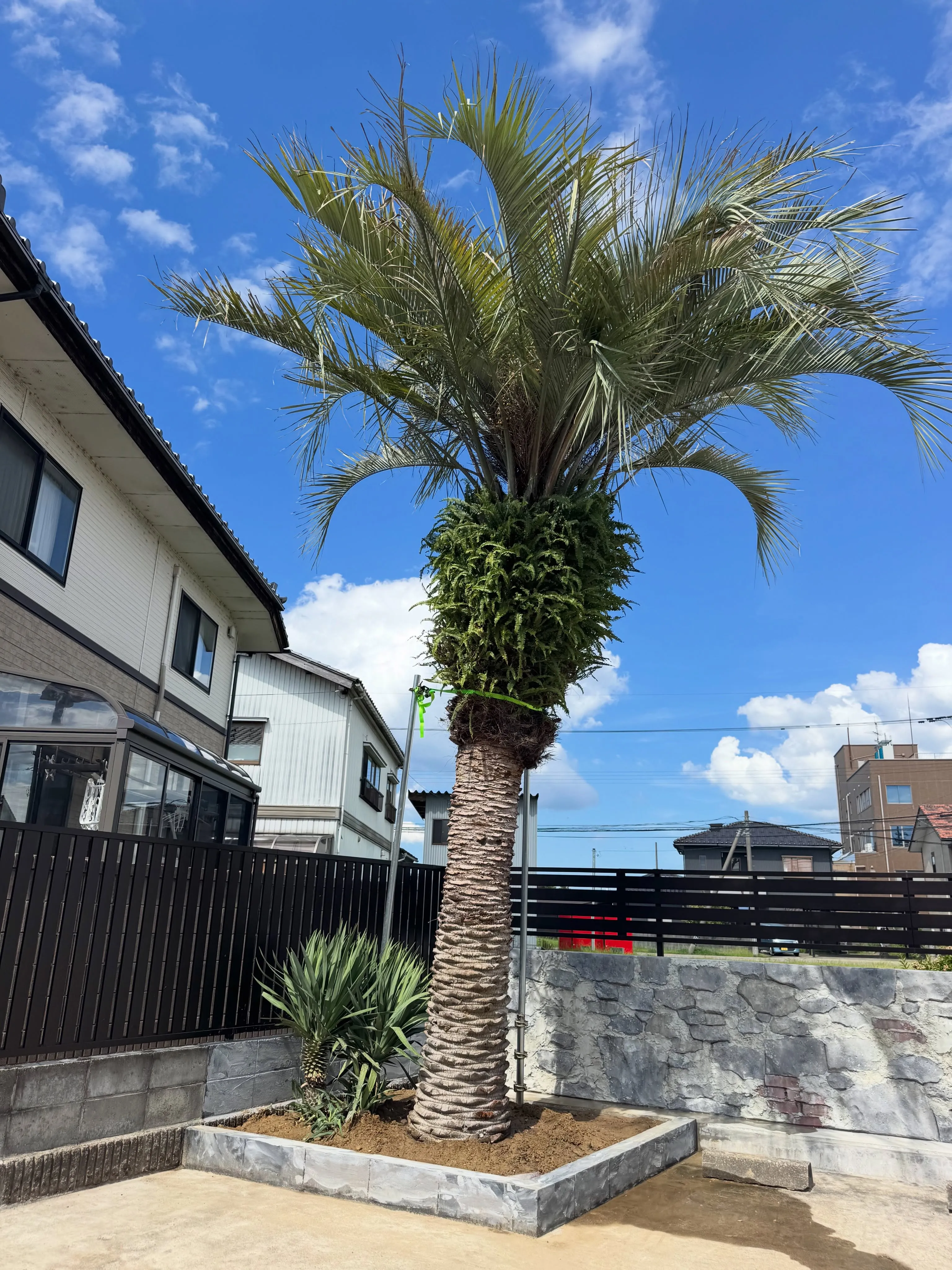 富山県にココスヤシの植え込みでした。