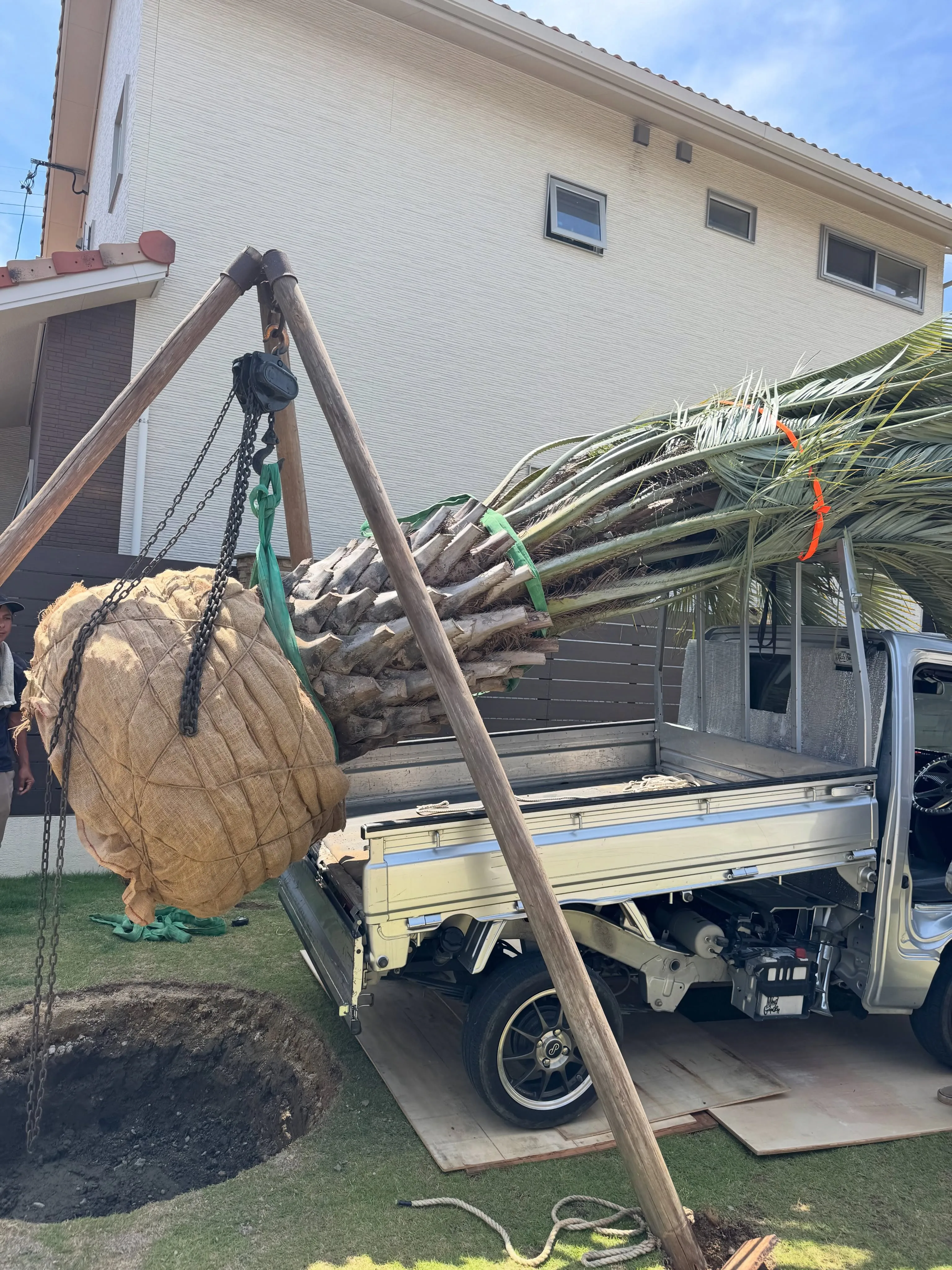 先日の植え込み