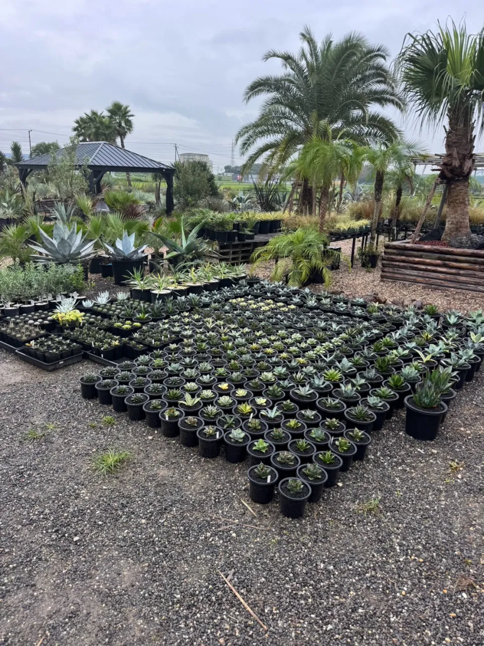 今週も周年祭に向けて沢山の植物が入荷しております。