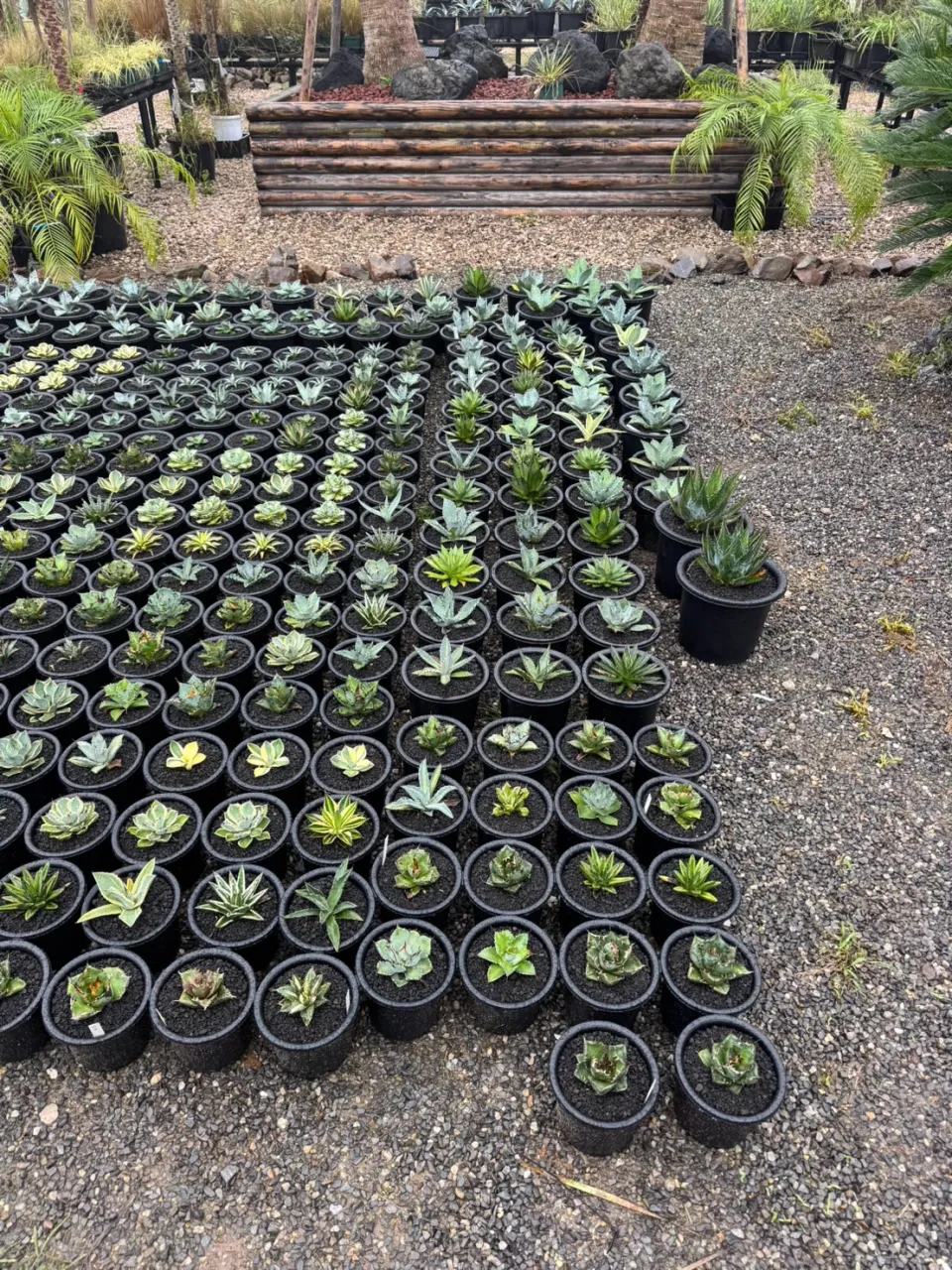 今週も周年祭に向けて沢山の植物が入荷しております。