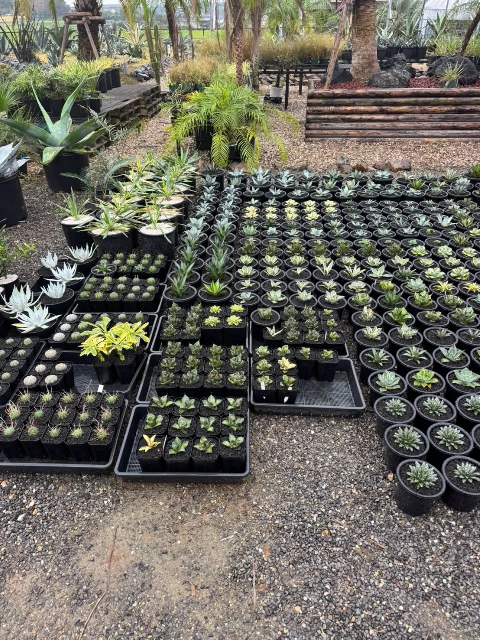 今週も周年祭に向けて沢山の植物が入荷しております。