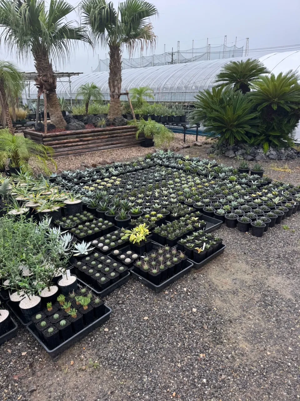 今週も周年祭に向けて沢山の植物が入荷しております。