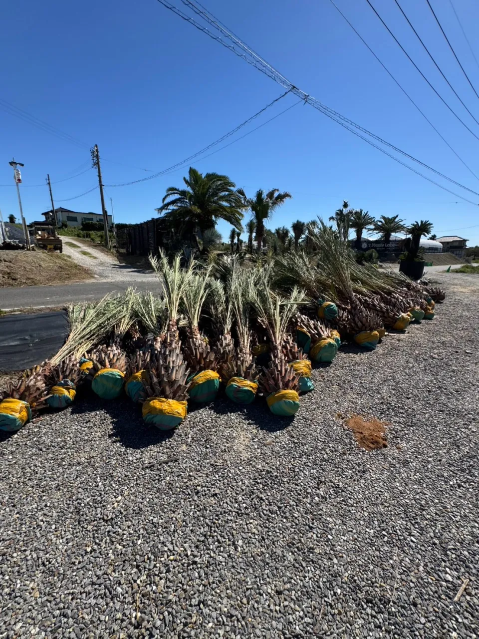 🌴 ナツメヤシ 特別価格でご案内 🌴