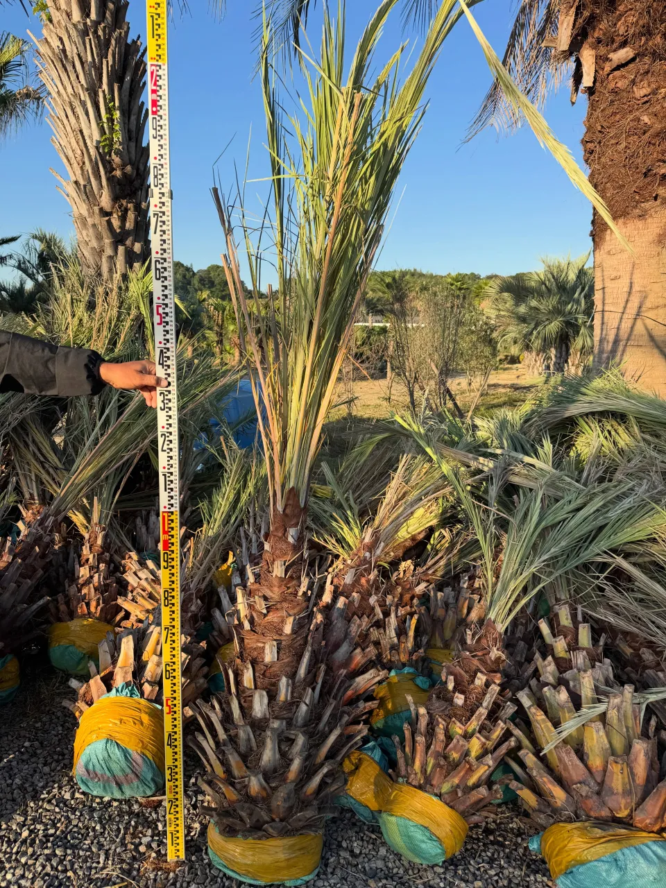 🌴 ナツメヤシ 特別価格でご案内 🌴