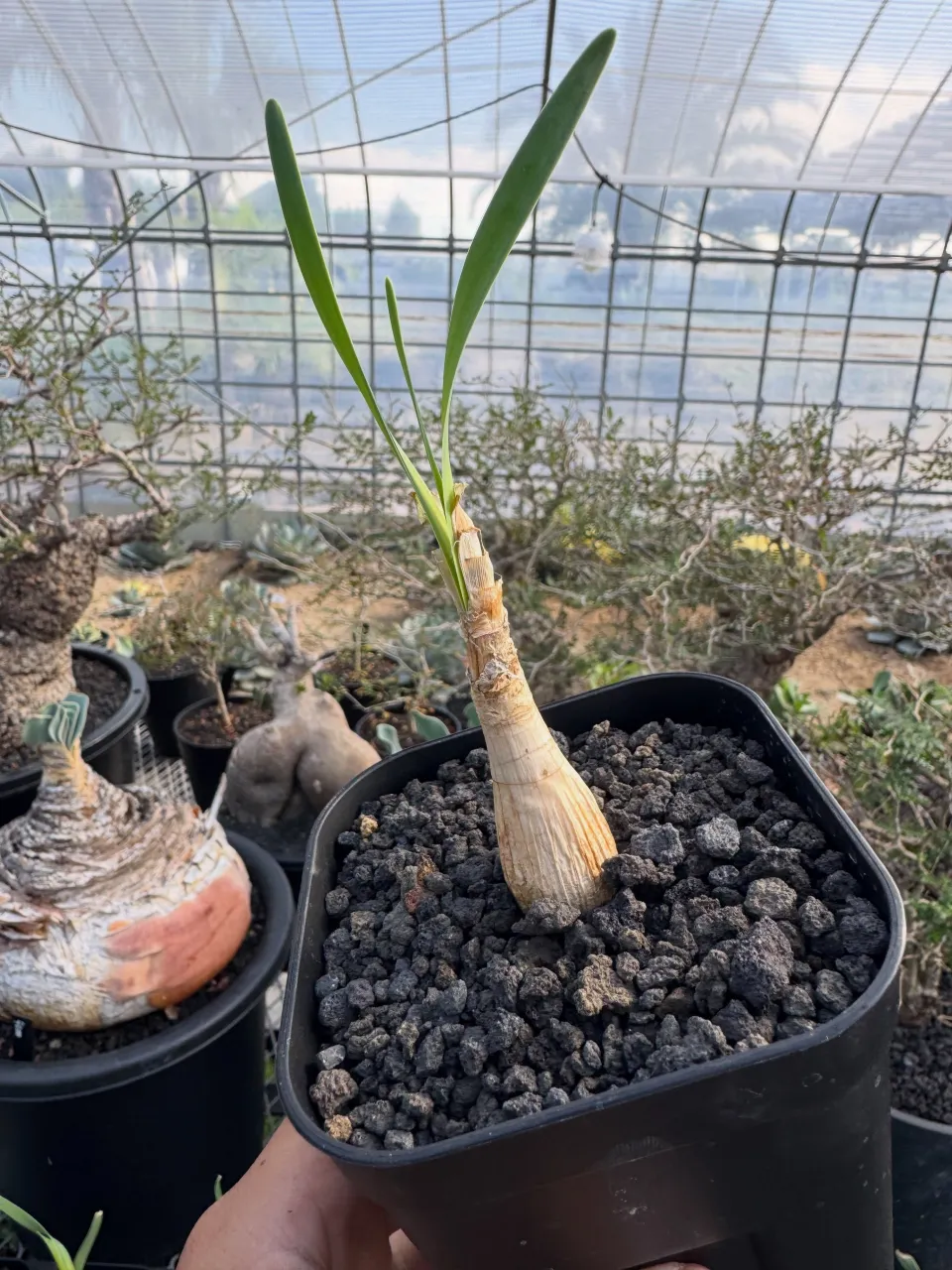 ブーファン ハエマンソイデスの実生の小苗が入荷!