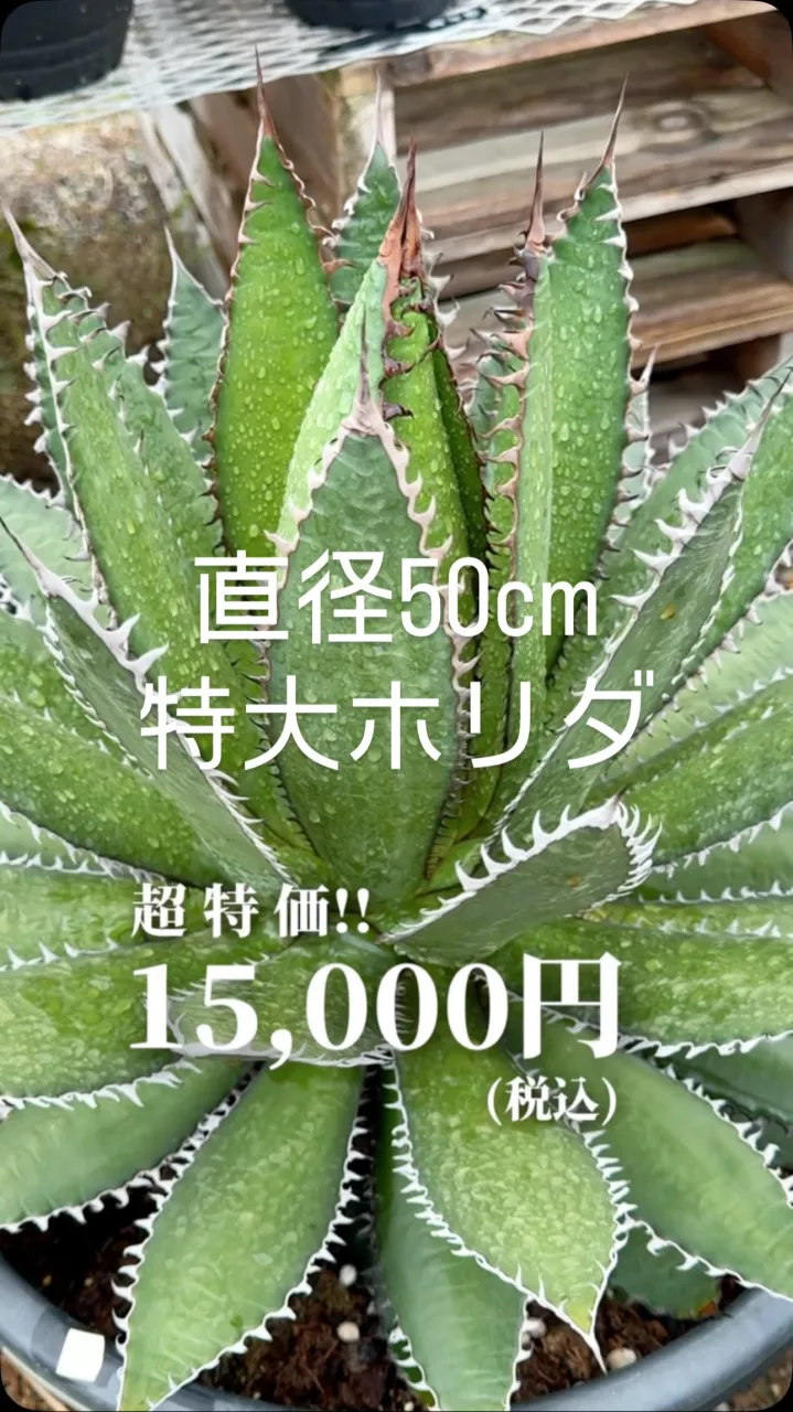 リールでご紹介したもの以外にも特価品まだまだ種類ございます。