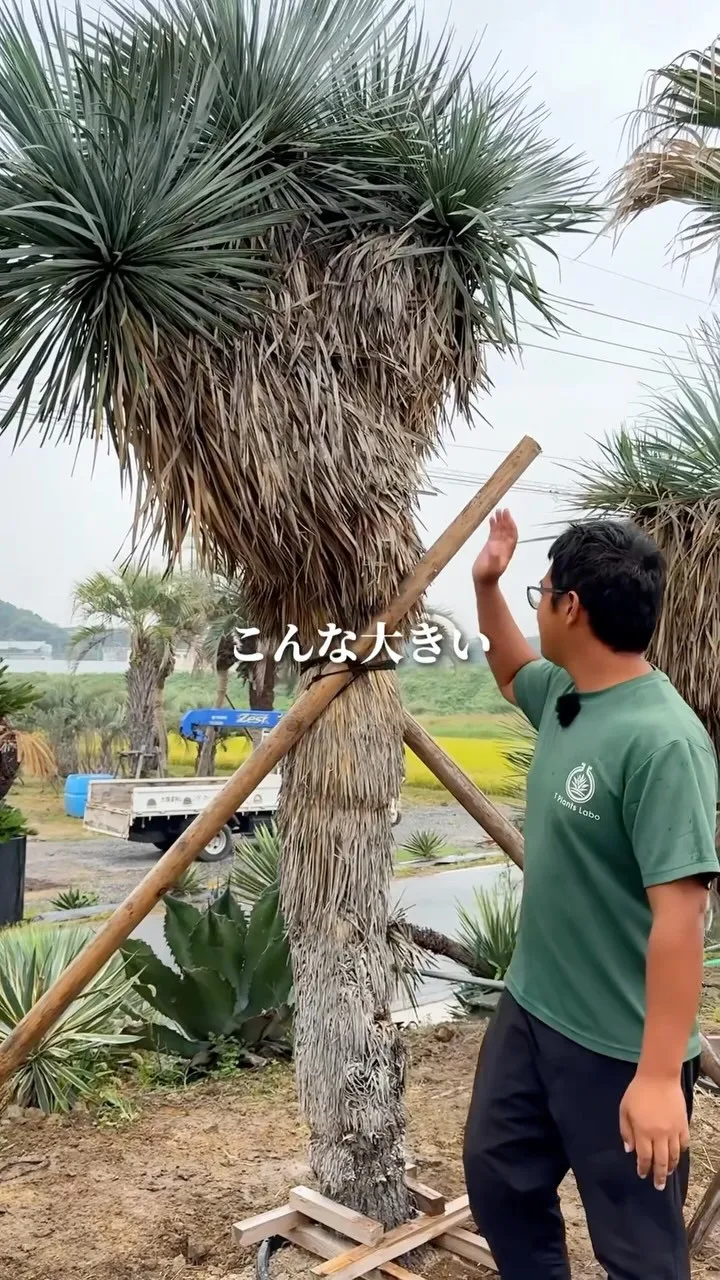 ユッカが大量入荷！！