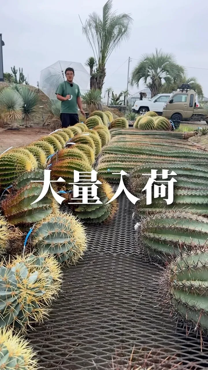 サボテンも沢山入って参りました。